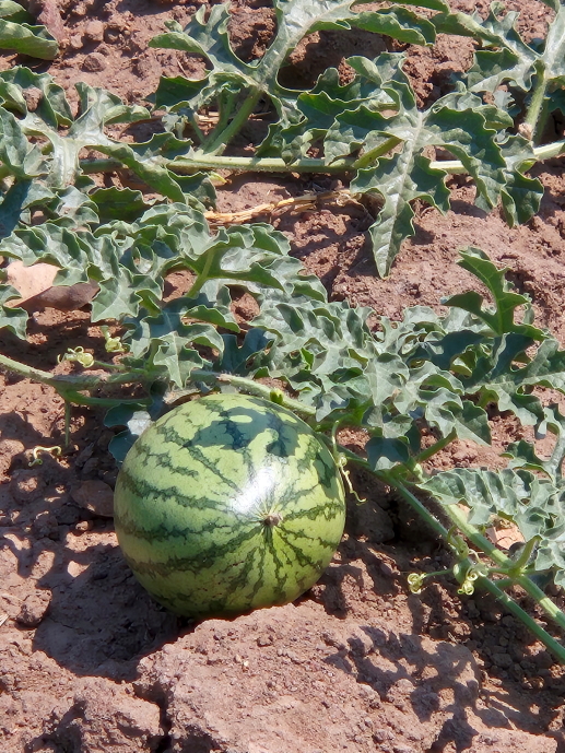 Growing watermellons, Uzumba