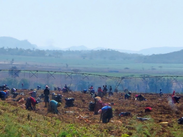 Commerical farm scene norht of Harare, August 2024